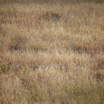 NBA电视直播软件推荐:畅享高清篮球赛事的最佳选择 yqtljr4f3